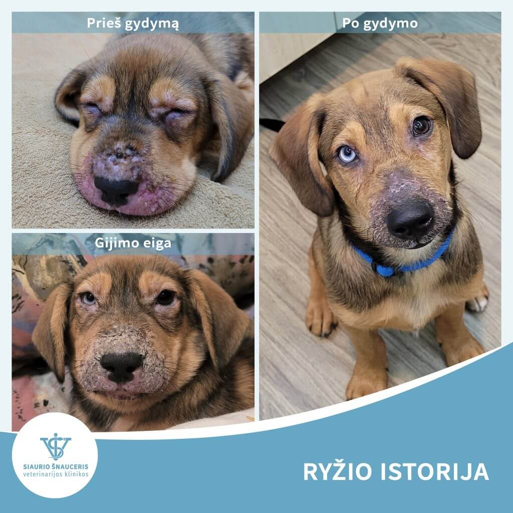 Ryžio istorija – juvenilinė piodermija