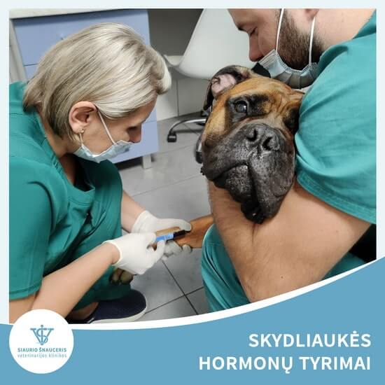 Skydliaukės hormonų tyrimai
