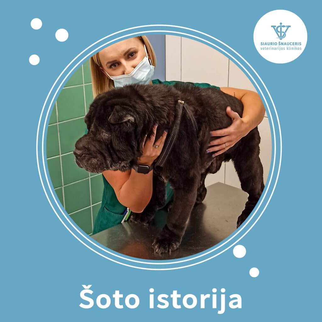 Šoto istorija – apsivertęs skrandis