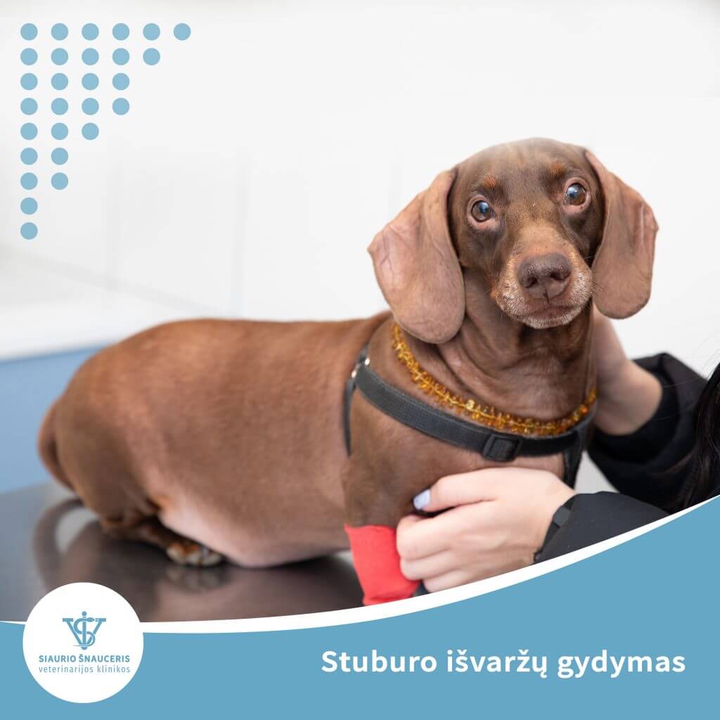 Stuburo išvaržų gydymas