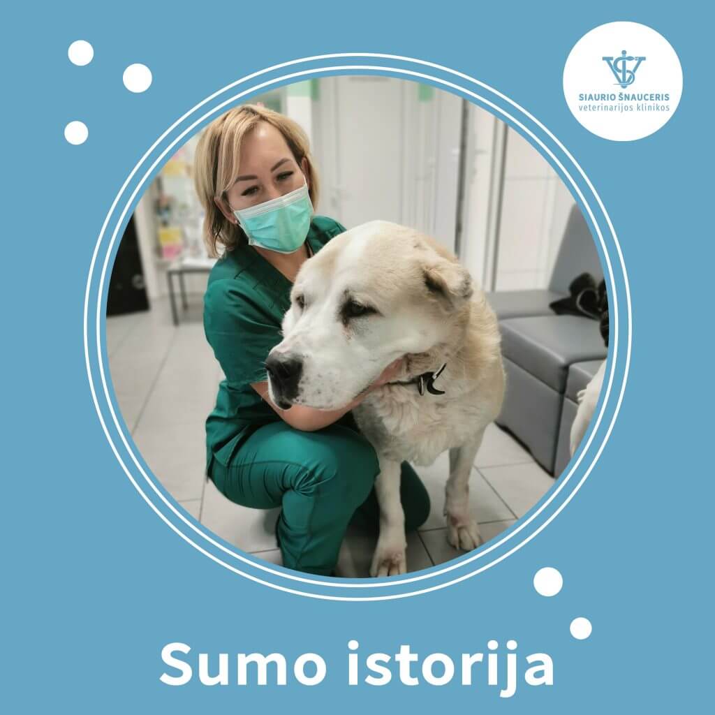 Sumo istorija – apsivertęs skrandis
