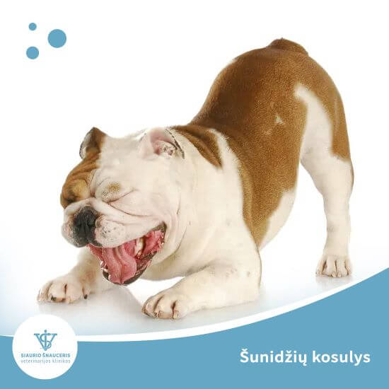Šunidžių kosulys