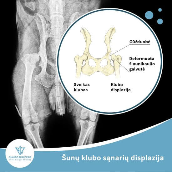 Šunų klubo sąnarių displazija