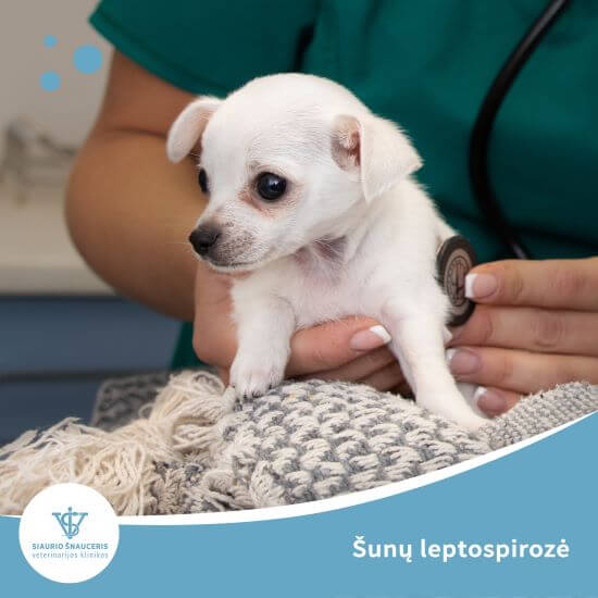 Šunų leptospirozė