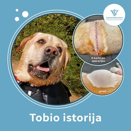 Tobio istorija