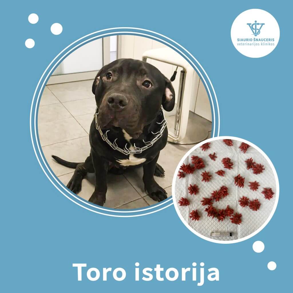 Toro istorija
