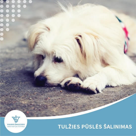 Tulžies pūslės šalinimas