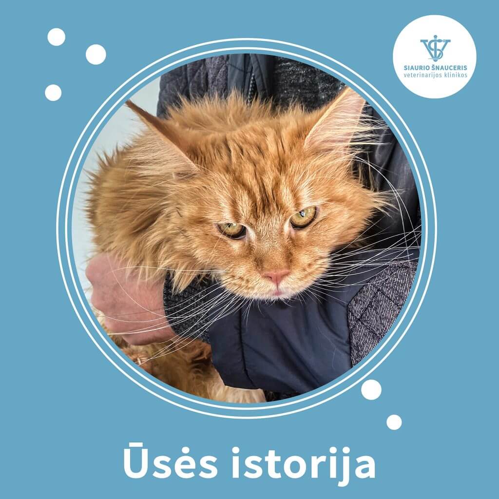 Ūsės istorija – piometra