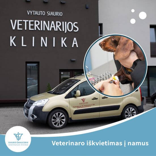 Veterinaro iškvietimas į namus