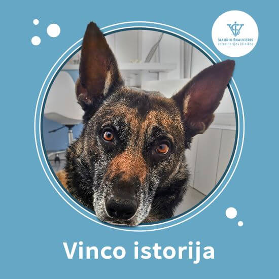 Vinco istorija