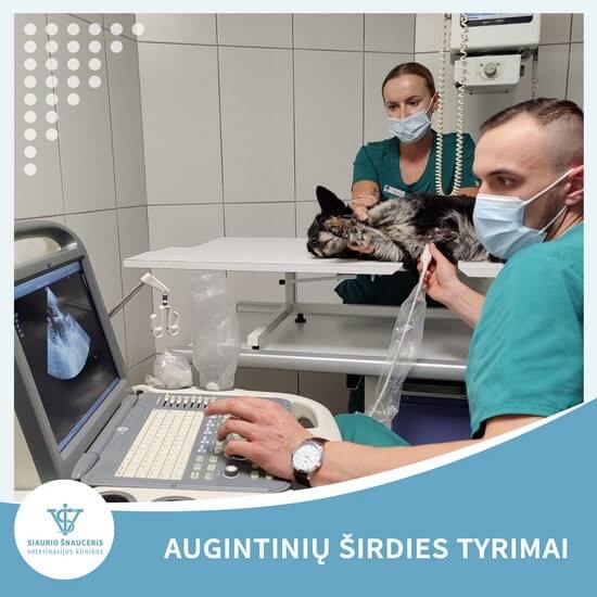 Širdies tyrimai