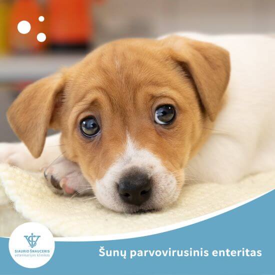 Šunų parvovirusinis enteritas